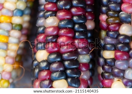 Unique Glass gem corn. Multicoloured popping corn on the cob from Native America. vibrant Pink purple white and blue heirloom corn. Royalty-Free Stock Photo #2115140435