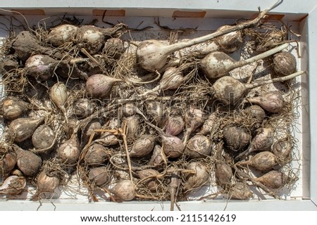 Top view bulbs of garlic with roots lie on a tray and dry in sunlight. Background of drying garlic.