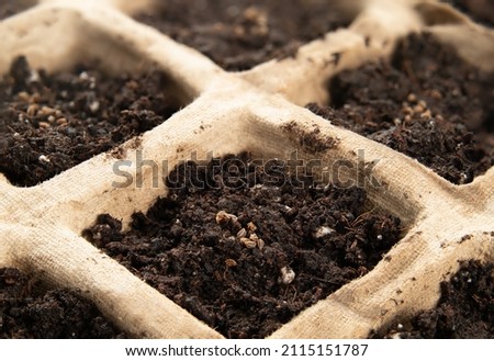 Celery seeds in seed starter pot tray with potting soil, close up. Macro of tiny tango organic celery seeds also known as Apium graveolens. Biodegradable paper plant starter kit. Selective focus. Royalty-Free Stock Photo #2115151787