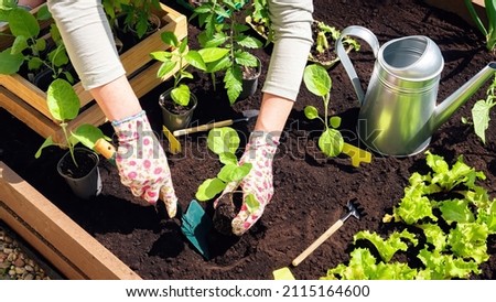Transplanting of vegetable seedlings into black soil in the raised beds. Growing organic plants in wooden raised beds as a hobby. The farmer's gloved hands are digging a hole in the black soil. Royalty-Free Stock Photo #2115164600