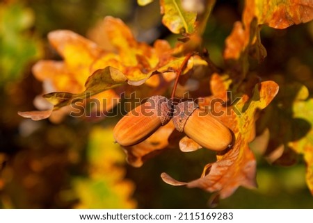 Bright orange autumn foliage with acorn, close up photo.