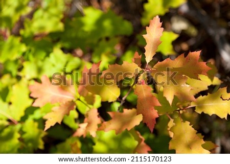 Close up photo of oak tree brunch with yellow and red leaves in autumn forest.