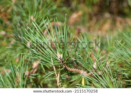 Pine tree brunch with green needles.