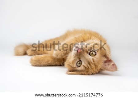Cute ginger cat lying on a light background. The cat lies on its back and looks at the camera. Happy ginger cat. Royalty-Free Stock Photo #2115174776