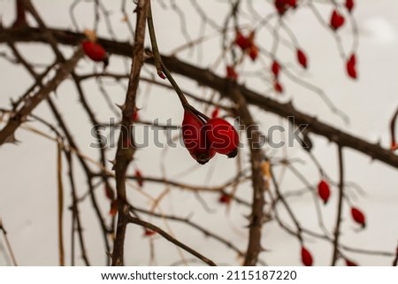 Red rose hips on a dry bush against the background of snow in winter