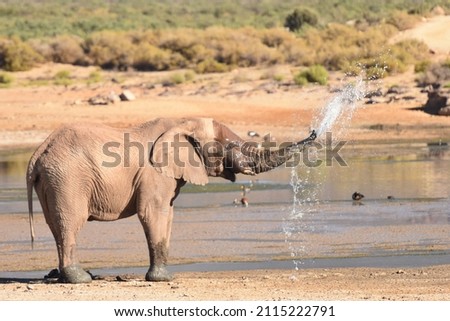Elephant in safari lodge is sprays water