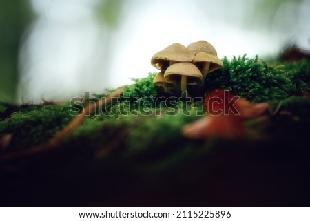 Small group of mushrooms on the moss in the forest floor
