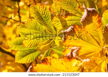 Autumn leaves - chestnut leaves details on tree