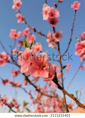 Close up picture of the pink flowers of a bloomed almond tree in Spring in Cyprus.