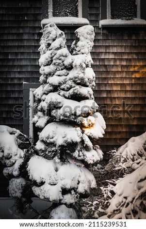 Tall fir trees covered with heavy snow standing in front of the cedar siding wall illuminated by sunlight after blizzard on Cape Cod