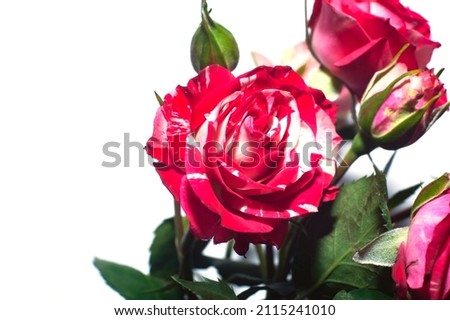 Bunch of rosy roses isolated white background.
