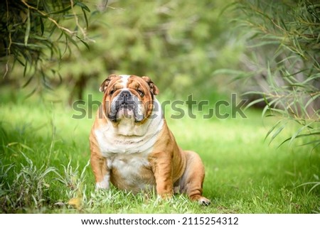 Portrait of cute english bulldog outdoor,selective focus
