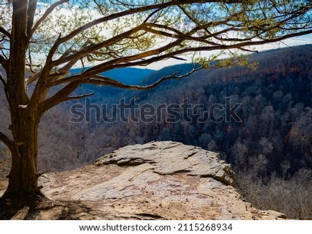 Tree at blue valley Cliff near Hawksbill Crag (Whitaker Point) Arkansas Royalty-Free Stock Photo #2115268934