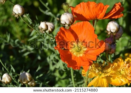 Papaver croceum ice poppy in bloom 