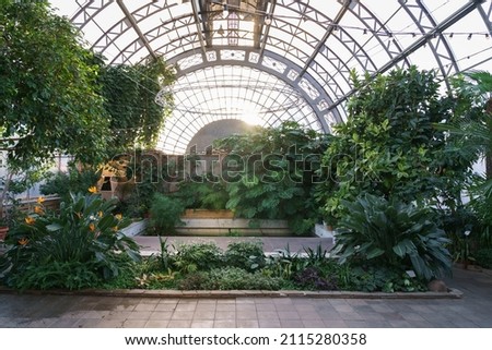 Winter garden orangery interior with evergreen tropical plants and monstera growing inside. Greenhouse with deciduous flora covered with green leaves under glass roof. Old glasshouse, botanical garden Royalty-Free Stock Photo #2115280358