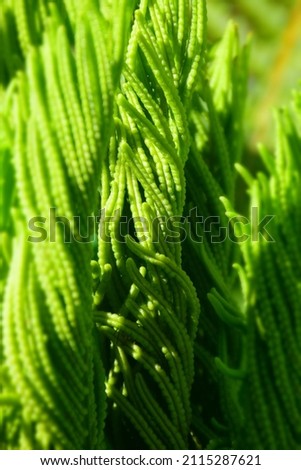 Young sprouts of fern plant in springtime. Stock Image