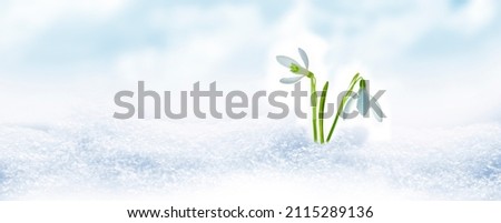 nature. snowdrop flower growing in snow in early spring forest Royalty-Free Stock Photo #2115289136