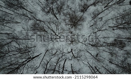 This is a beautiful Ariel  picture of trees in the winter without leaves! 