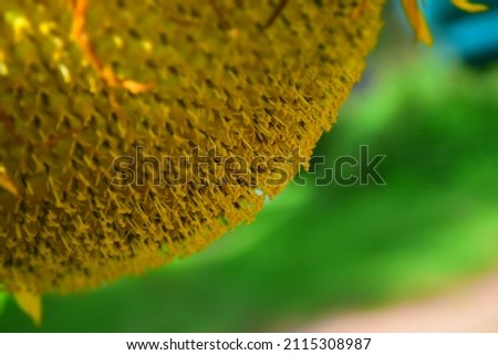 Big Sunflower Flower with Ripening Seeds. Stock Photo