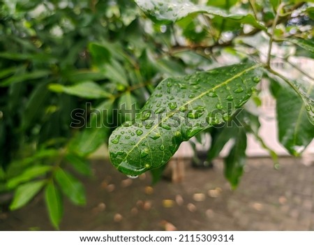 green leaves covered with dew drops. wet leaves in the morning. fresh leaf macro photo