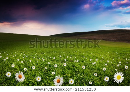 Daisy flower field in the night.