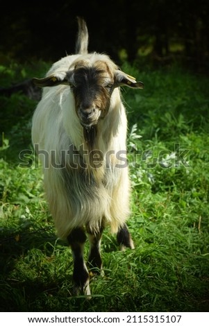 Beautiful Summer Landscape with an Old Cute Goat. Stock Photo