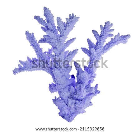 light coral isolated on white background Royalty-Free Stock Photo #2115329858