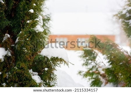 Green thuja with branches covered with snow in the yard of a village house.