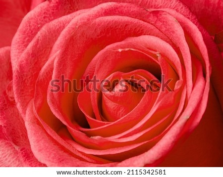 Deep red rose close up. Red rose. Deep red rose. Red rose macro scene         