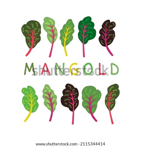Mangold leaves or rainbow swiss chard or beetroot. Healthy food nutrition product. Lifestyle concept, culinary herb.  Design element for menu, farm product promotion, healthy food, culinary.