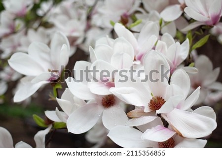 magnolia blooming branches, magnolia flowers. spring time