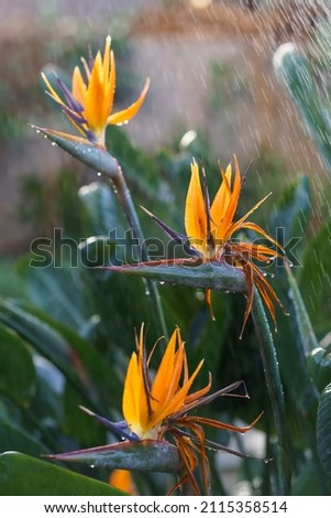 Watering exotic strelitzia reginae - bird of paradise plant growing in botanical orangery. Workers taking care of tropical plants in greenhouse, winter or indoor garden. Gardener and florist work Royalty-Free Stock Photo #2115358514