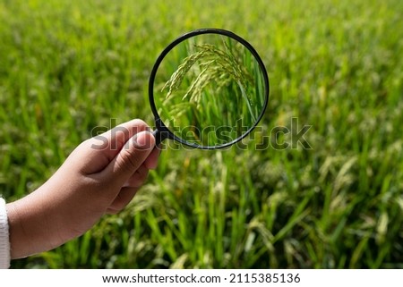 Close up child's hand with magnifying glass screen rice seed with sunflare on green rice field.  Research and development, modern rice farming production concept. 