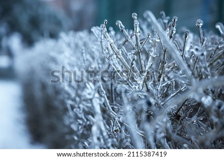 Plants in ice glaze outdoors on winter day, closeup. Space for text