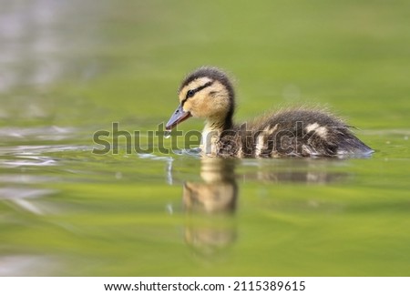 A cute mallard duckling (Anas platyrhynchos) swimming in water, with reflection. Wildlife scene from nature. Little watter bird in the nature habitat