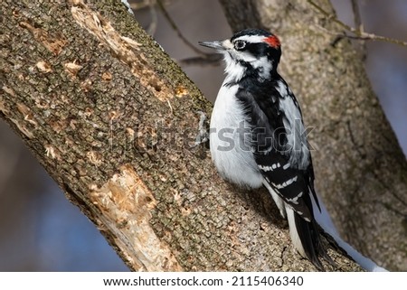 A male Hairy Woodpecker is clinging to the bark of a tree trunk looking at some holes he has drilled.  Taylor Creek Park, Toronto, Ontario, Canada.