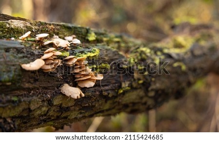 nature in its beauty during autumn, view of a fallen tree with mushrooms growing on its trunk.