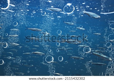 fish underwater shoal, abstract background nature sea ocean ecosystem