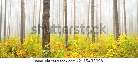 Atmospheric landscape of the evergreen forest in a fog at sunrise. Ancient pine trees, young green and golden plants close-up. Ecology, seasons, autumn, ecotourism, environmental conservation. Europe