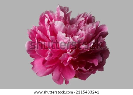 Beautiful rose-shaped peony flower in pink color isolated on grey background.