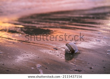 Scallop shell on wet sand in the rays of the dawn sun. Coastal waves and strip of sandy beach. Inspirational and calming picture. Relaxation and tranquility in the moment. Beautiful colors of morning