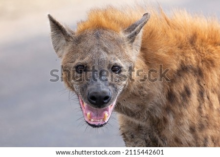 portrait of a spotted hyena in the Kruger National Park