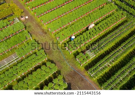 Royalty high quality free stock image. Aerial view flower field. Top view of green fields and flowers. Agro-industrial complex on which grow flowers in Dong Thap, Viet Nam