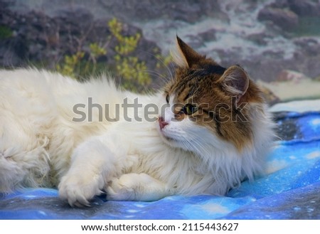 beautiful fluffy white and brown cat on the couch