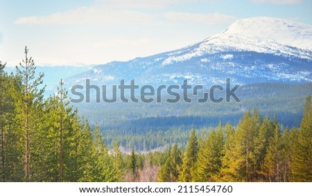 Young pine trees after a blizzard on a clear day. Mountain peaks in the background. Idyllic winter landscape. Ecology, environment, climate change, global warming. Finland, Lapland