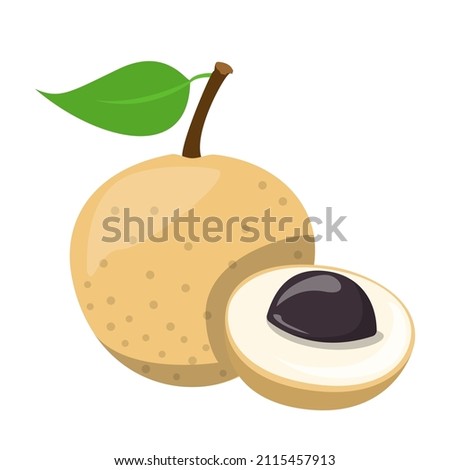 Longan tropical fruit vector isolated. Illustration of exotic natural plant. Fresh sweet dessert. Healthy juicy product.