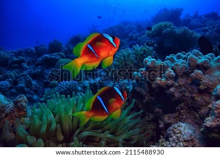 anemone fish, clown underwater orange fish sea background aquarium Royalty-Free Stock Photo #2115488930