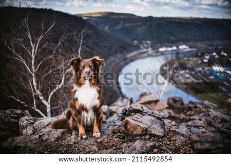 Australian Shepherd in landscape photo