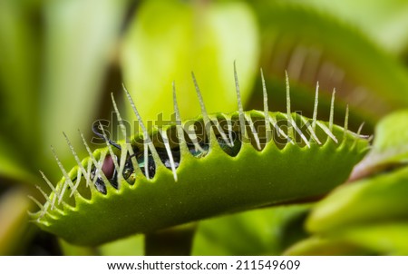 venus flytrap - dionaea muscipula with a trapped fly 