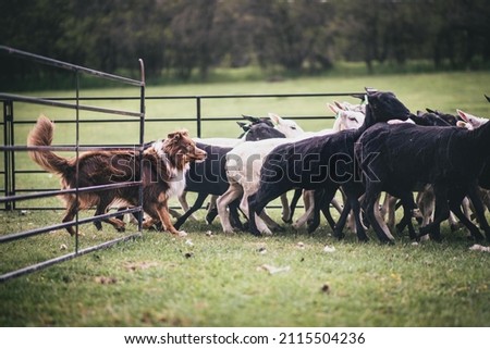 Australian Shepherd is herding sheeps